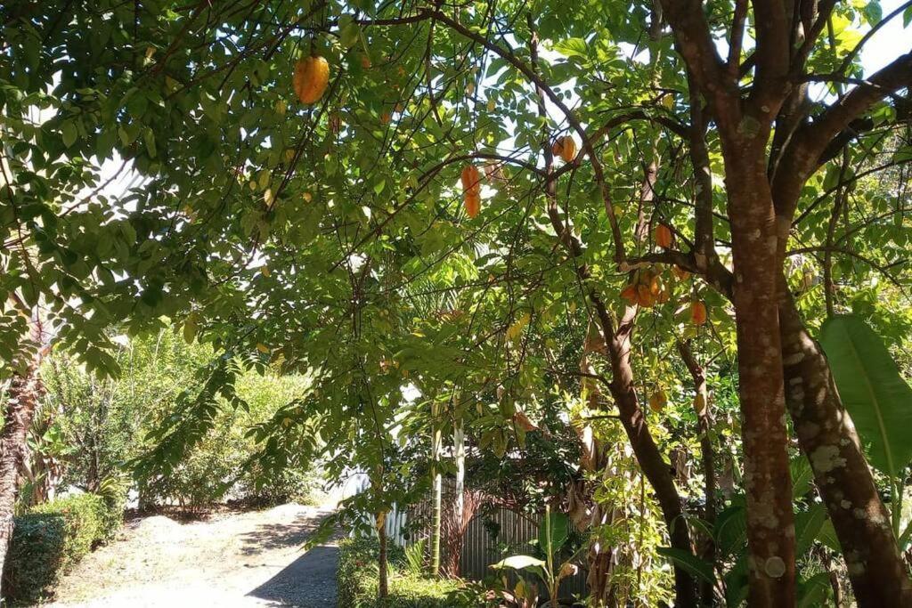 Willa Casa Flor De Annia ~ Cozy 2 Bdrm On The River Sierpe ~ Walkable To Town Zewnętrze zdjęcie