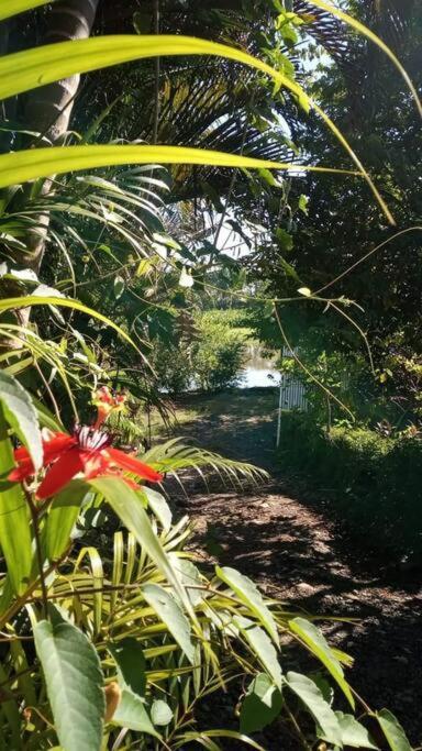 Willa Casa Flor De Annia ~ Cozy 2 Bdrm On The River Sierpe ~ Walkable To Town Zewnętrze zdjęcie
